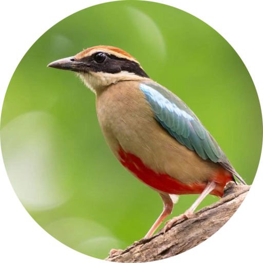 Shubo Zhang's Homepage